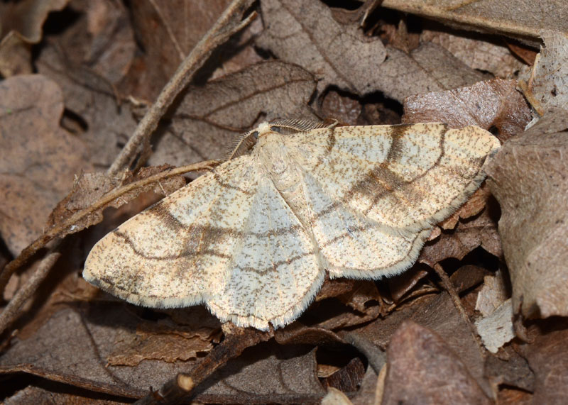 Geometridae Adactylotis contaminaria ? - S